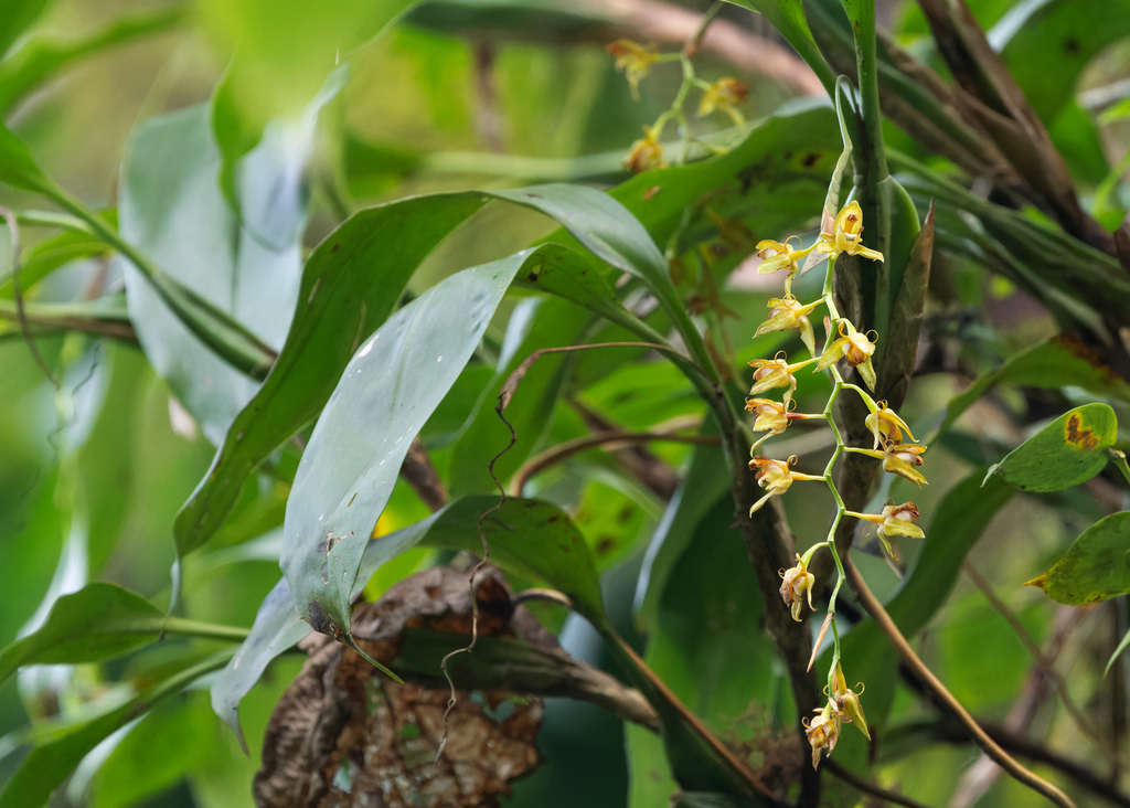 Coelogyne griffithii
