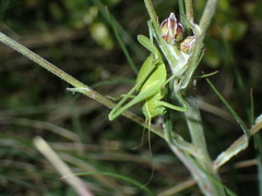 Isophya pyrenaea