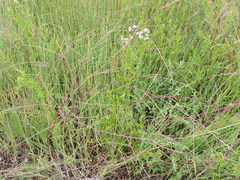 Schedonnardus paniculatus