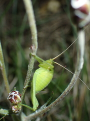 Isophya pyrenaea