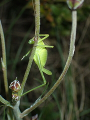 Isophya pyrenaea