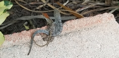 Anolis sagrei