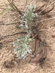 Artemisia stelleriana