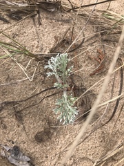 Artemisia stelleriana