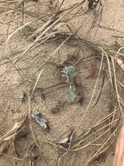 Artemisia stelleriana