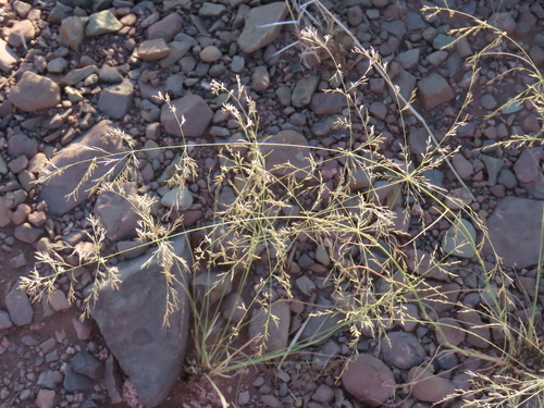 Image of Pearly Love Grass by no rights reserved