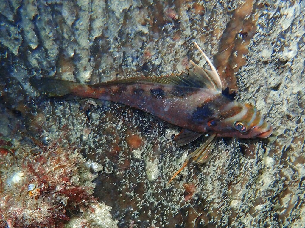 Western Crested Morwong from South Cottesloe Nth Sponge Gardens, Perth ...