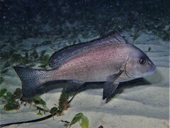Painted Sweetlips photo 1