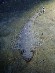 King Flathead photo 2