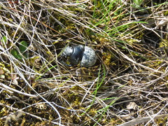 Lethrus apterus