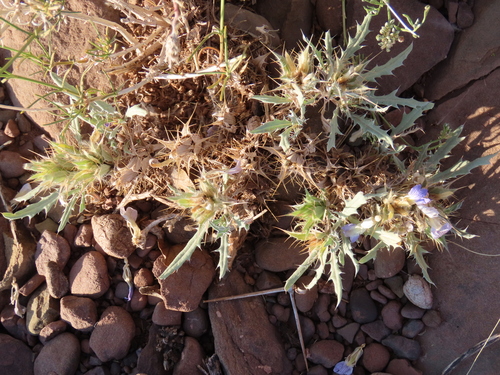 Image of Blepharis obmitrata by no rights reserved