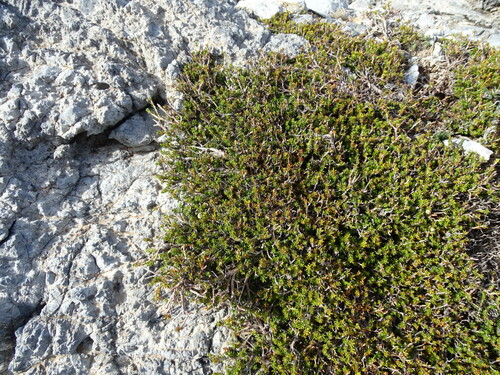 Image of Autumn Heather (Erica manipuliflora) by (c) Grzegorz Grzejszczak, some rights reserved (CC BY-SA)