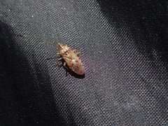 Belonochilus numenius