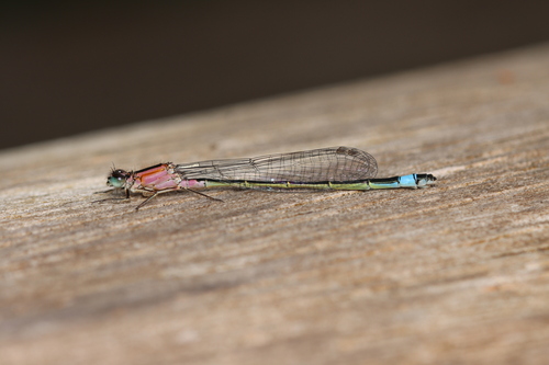 Große Pechlibelle