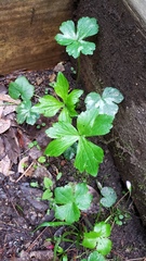 Hydrophyllum virginianum