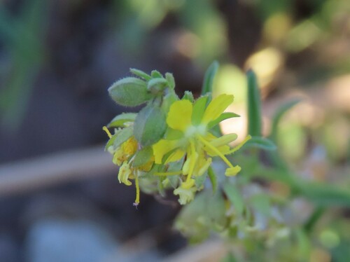 Image of Vahlia capensis by no rights reserved