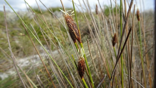 Image of Ficinia deusta by (c) Paul Emms, some rights reserved (CC BY-SA)