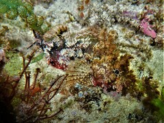 Ghostly Scorpionfish photo 1