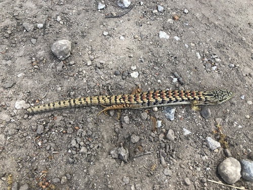 iNaturalist observation photo of California Alligator Lizard