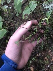 Pittosporum divaricatum
