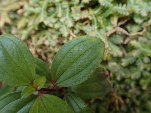 Image of Twelve-stamened Melastoma by (c) CYL, some rights reserved (CC BY)