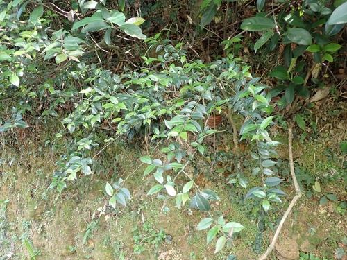 Image of Ilex pubescens by (c) CYL, some rights reserved (CC BY)