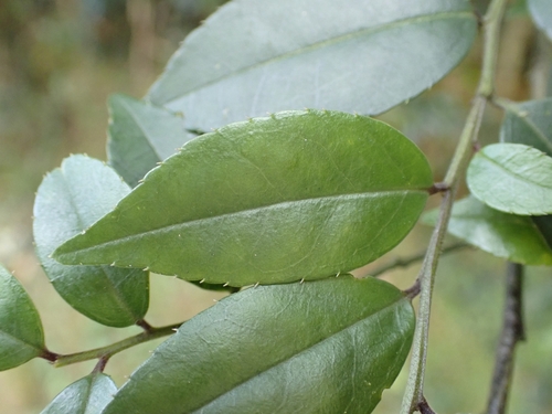 Image of Ilex pubescens by (c) CYL, some rights reserved (CC BY)