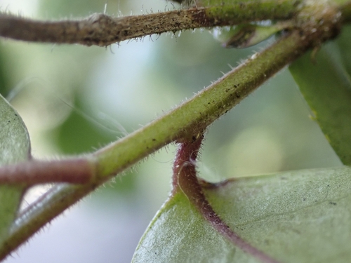 Image of Ilex pubescens by (c) CYL, some rights reserved (CC BY)