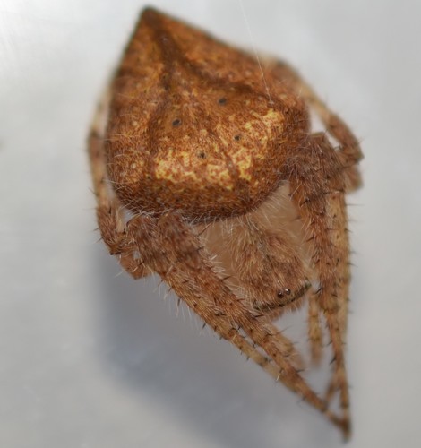Eriophora edax