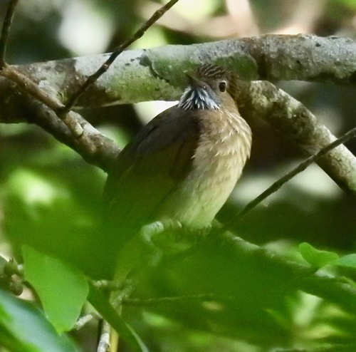 Mountain Bulbul (Ixos mcclellandii), photo 6