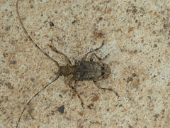 Polyrhaphis angustata