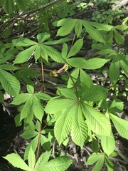 Aesculus hippocastanum