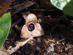 Asarum ikegamii