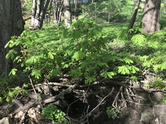 Aesculus hippocastanum