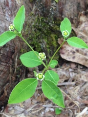 Euphorbia mercurialina