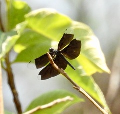 Rhyothemis plutonia