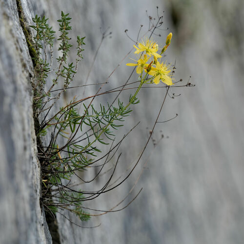 Heath-leaved St. John's wort (Hypericum coris)