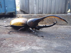 Dynastes ecuatorianus