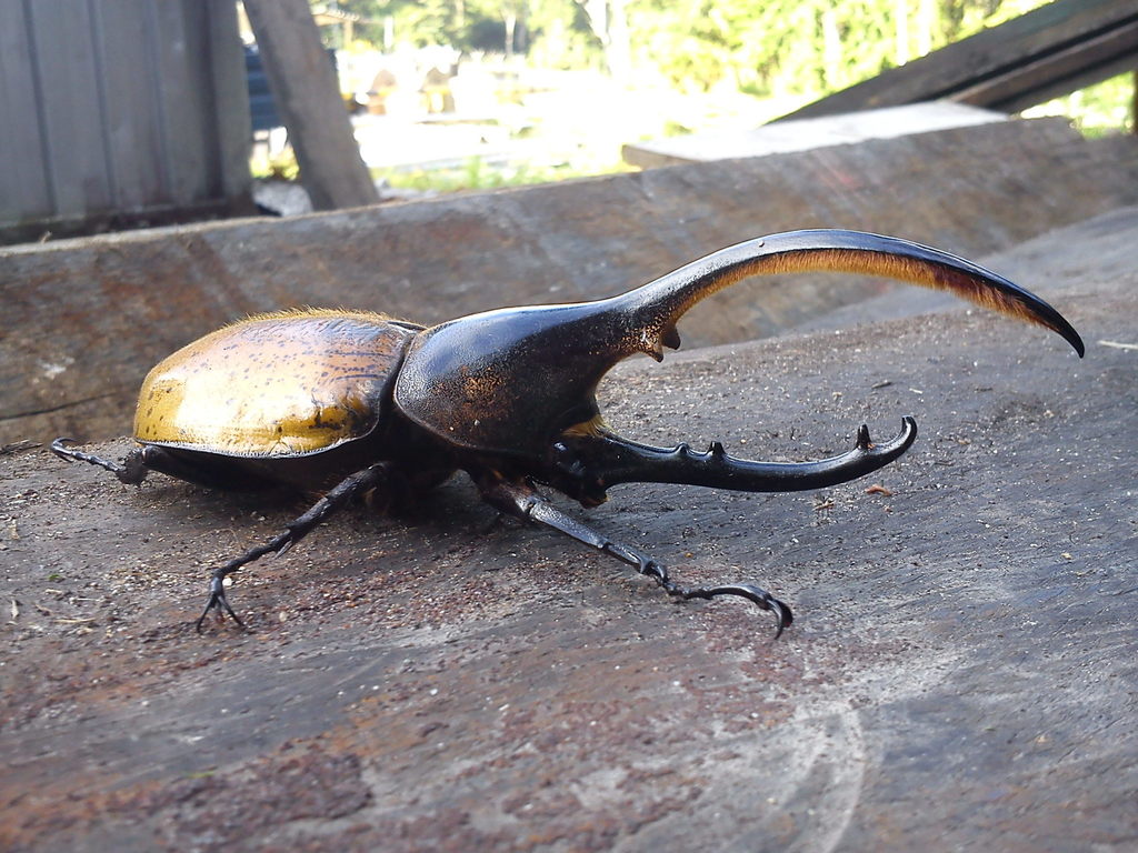 Dynastes