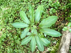 Arisaema dracontium image