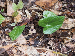 Asarum ikegamii
