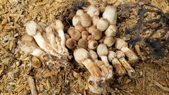 Leucoagaricus meleagris