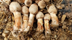 Leucoagaricus meleagris