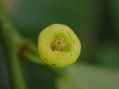 Image of Breynia fruticosa by (c) CYL, some rights reserved (CC BY)