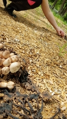 Leucoagaricus meleagris