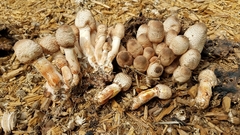 Leucoagaricus meleagris