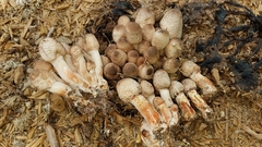 Leucoagaricus meleagris