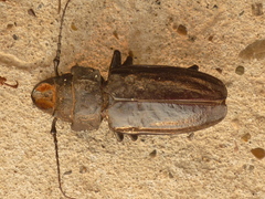 Mallodon chevrolatii