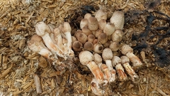 Leucoagaricus meleagris