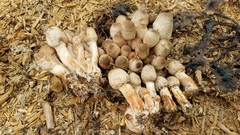 Leucoagaricus meleagris